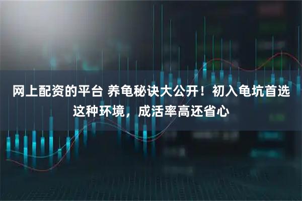网上配资的平台 养龟秘诀大公开！初入龟坑首选这种环境，成活率高还省心